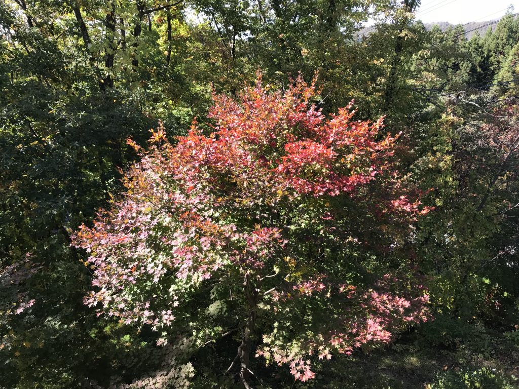 紅葉2018　～一週間の変化～