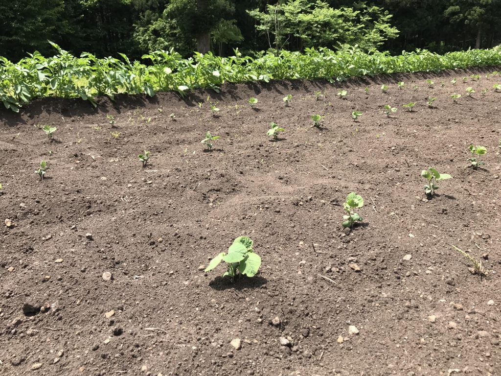 我が家の野菜たち 2019　～じゃがいも・豆編～