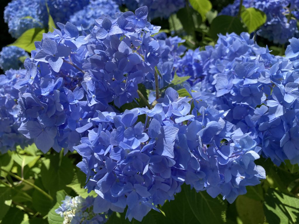 梅雨の晴れ間