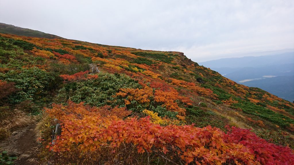 秋田駒ヶ岳の紅葉　2020