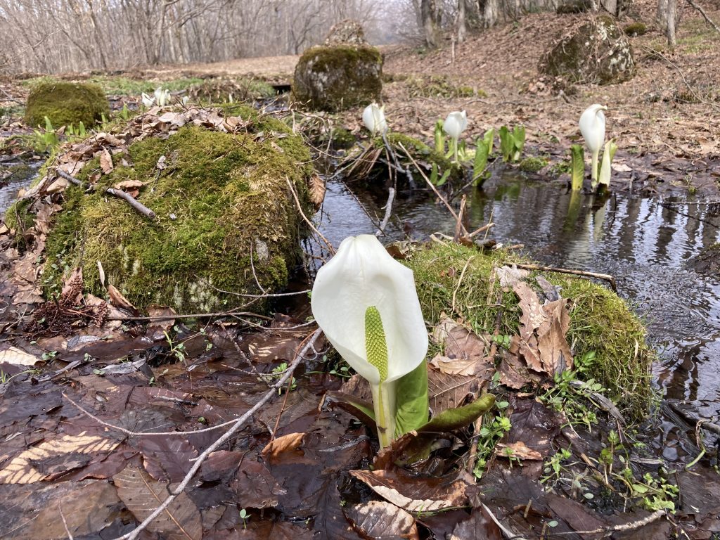 水芭蕉を発見！