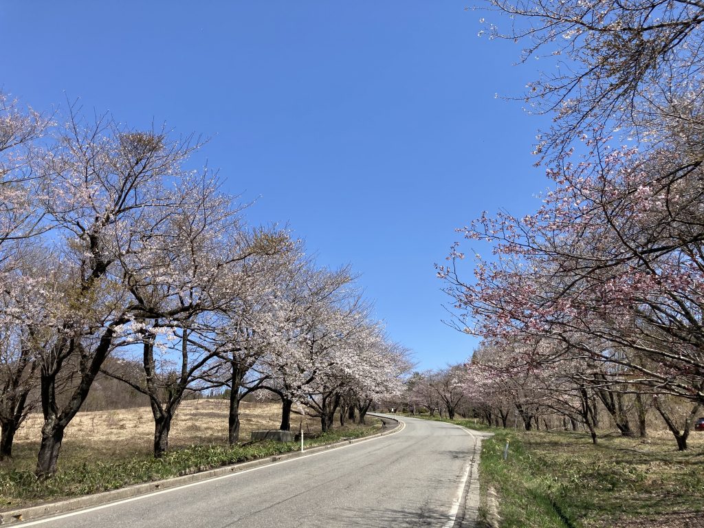 桜のトンネル＠水沢温泉郷