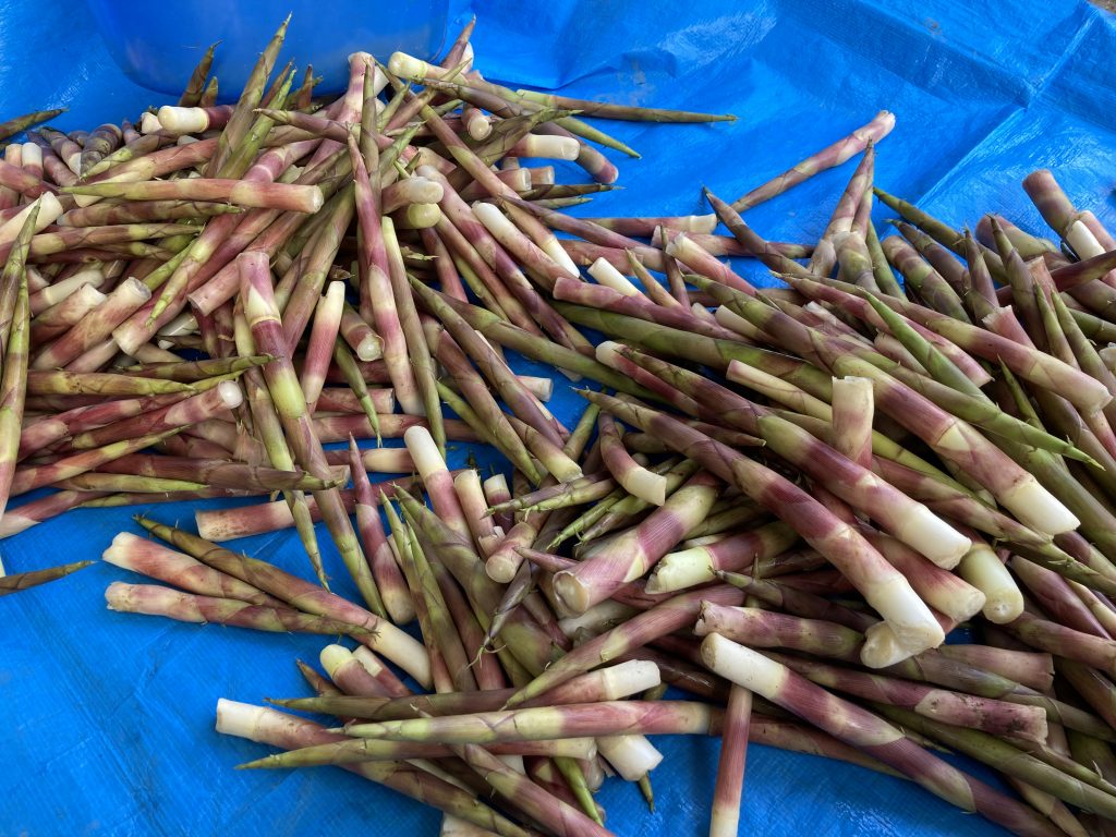 山菜採り ～竹の子～ 2021