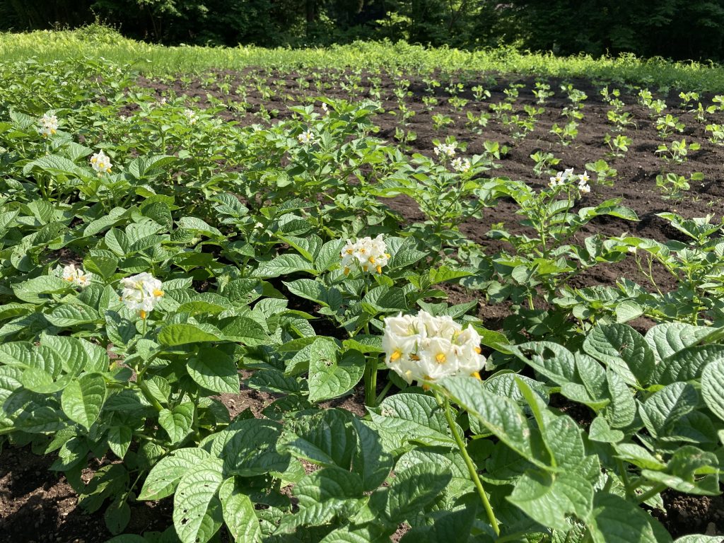 我が家の野菜たち　～じゃがいも・豆編～　2021