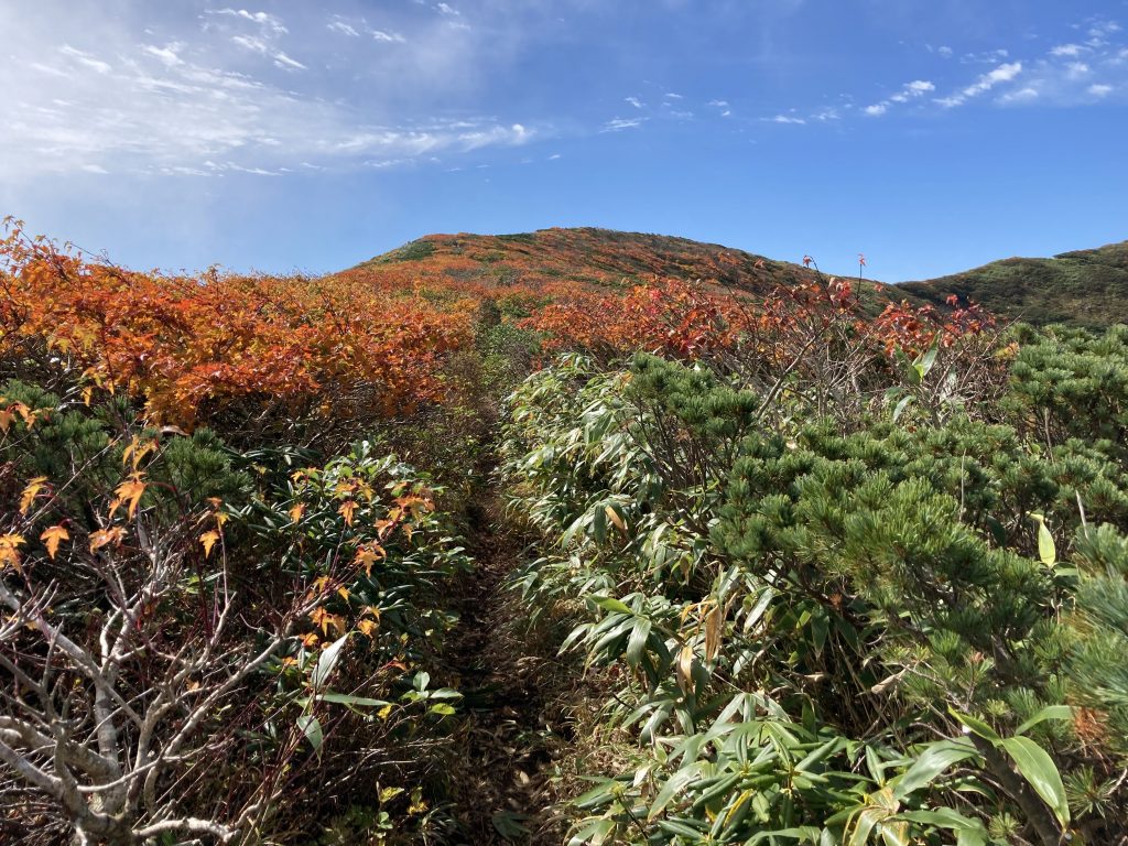 秋田駒ヶ岳の紅葉　2021