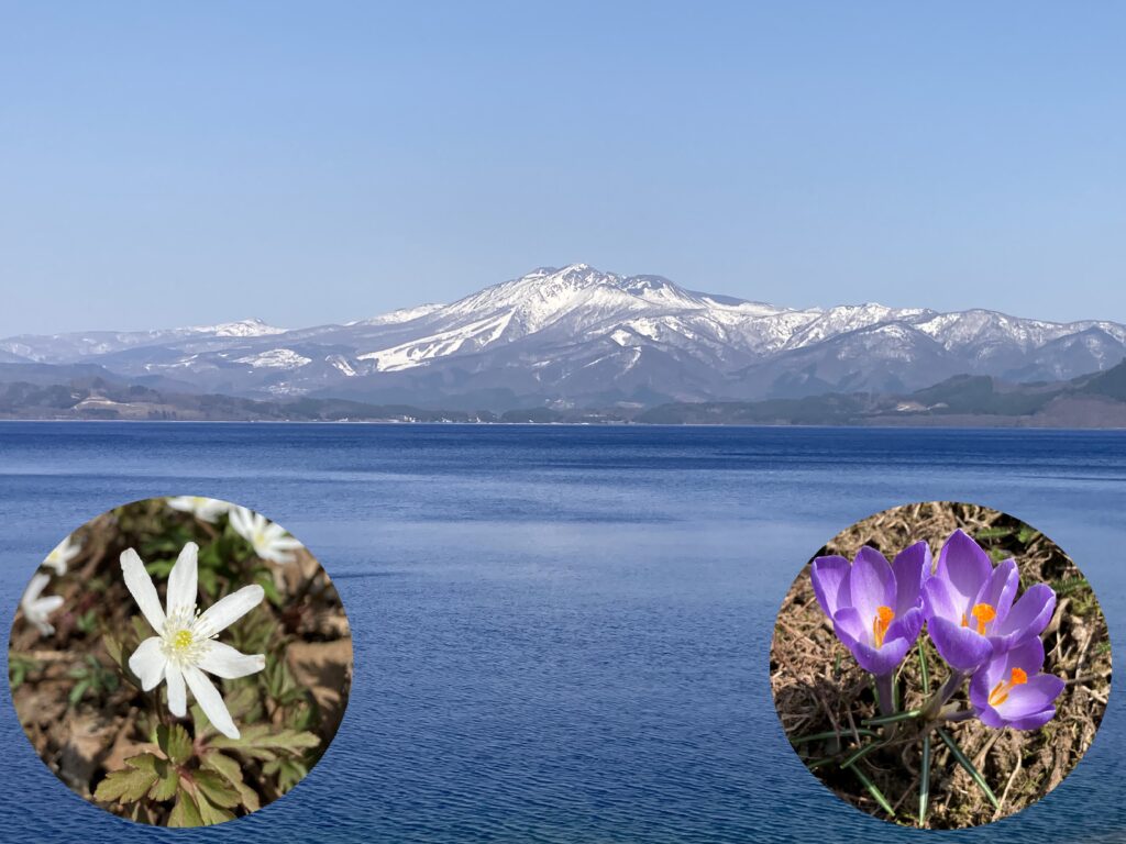 雪解けとお花たち