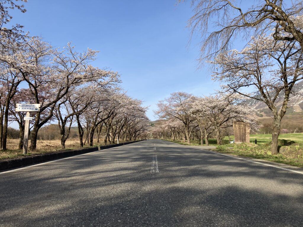 水沢温泉郷の桜