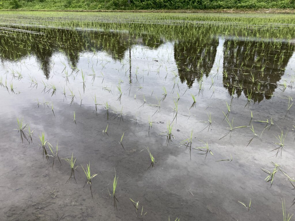 芒種　～2022～