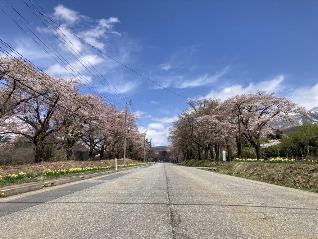 水沢温泉郷付近でも桜が！