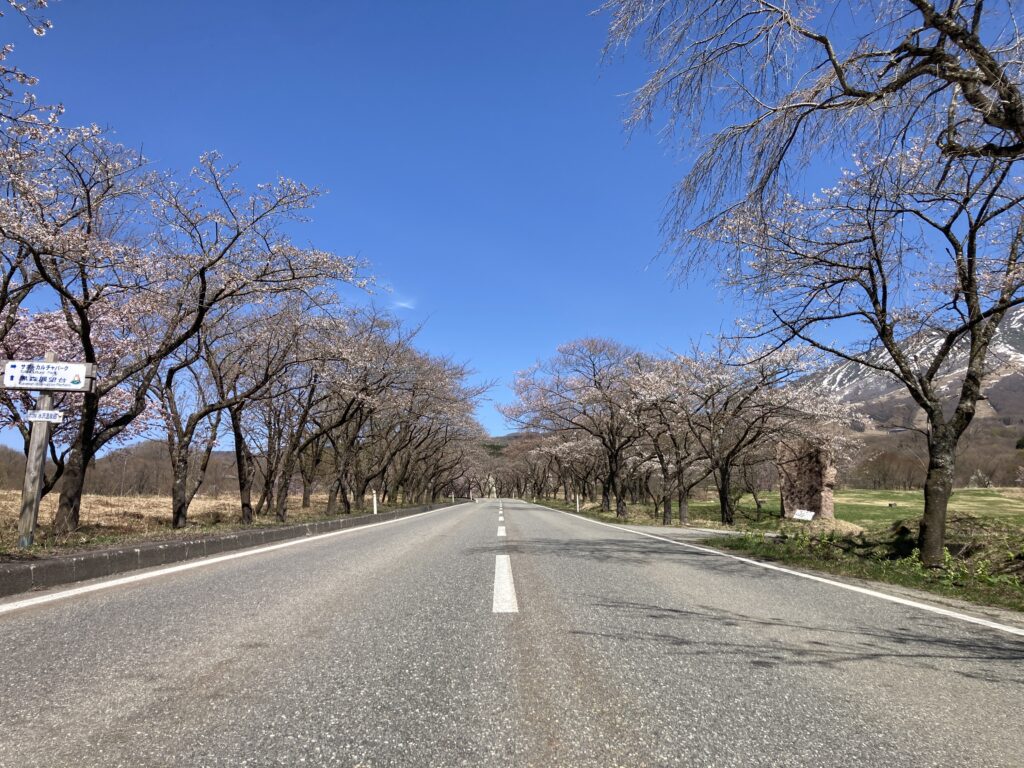 水沢温泉郷の桜