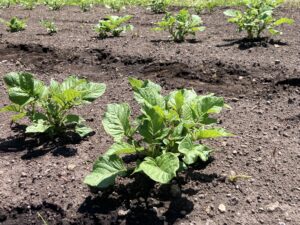 我が家の野菜たち　〜じゃがいも 2025〜