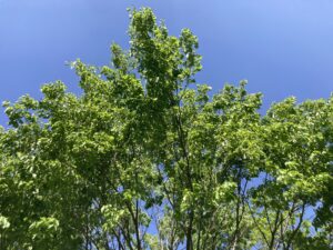 わらび採り