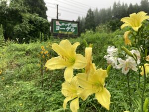 梅雨明けしないまま、8月に…